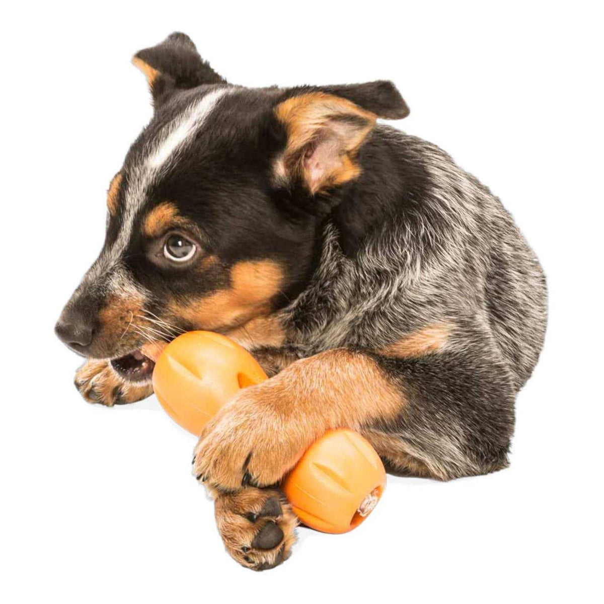 Dog Toy K11892