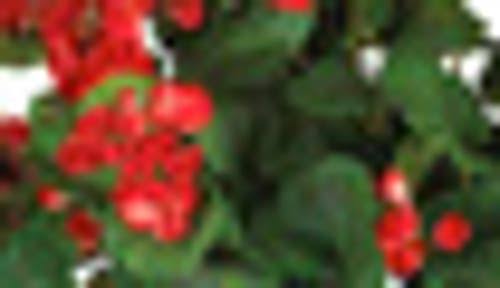 Silk Hanging Basket Plant V1411