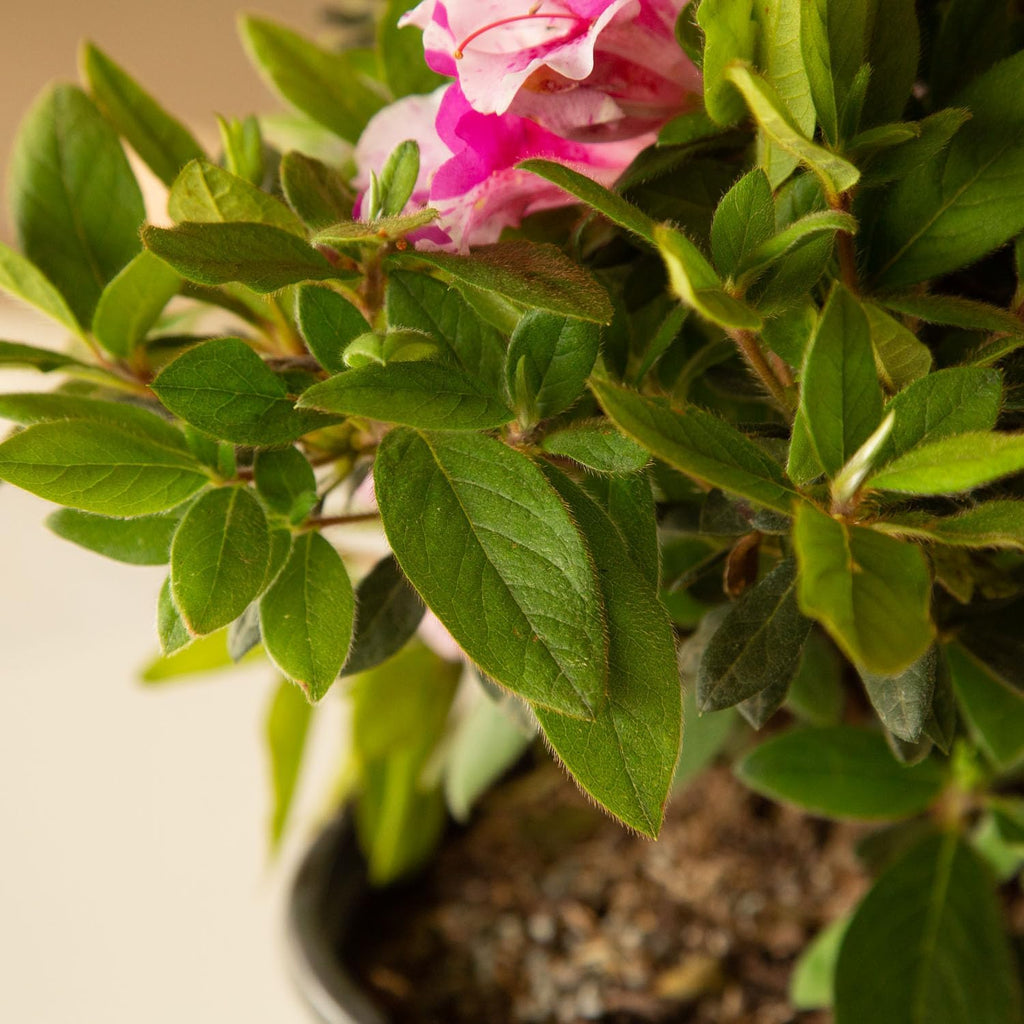 Pink Flowering Shrub R64966