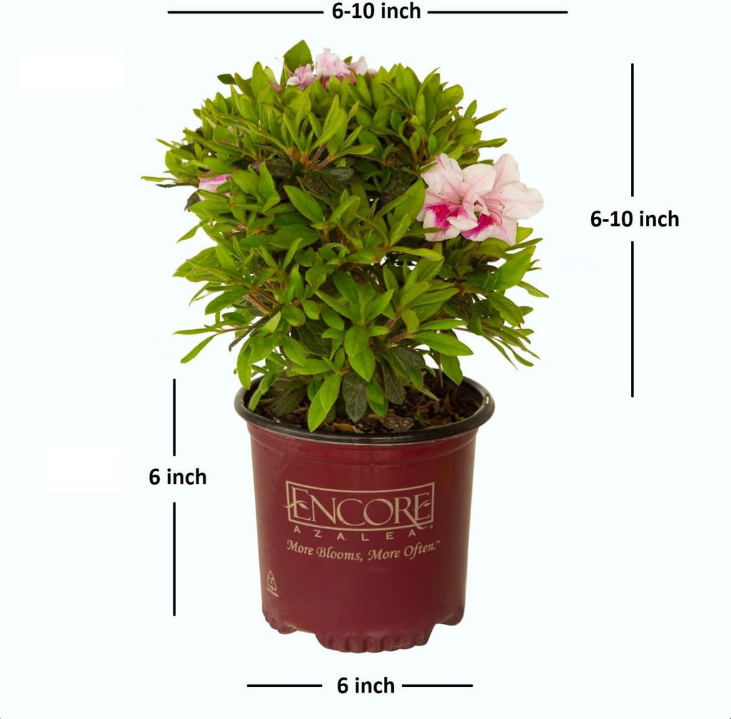 Pink Flowering Shrub R64966
