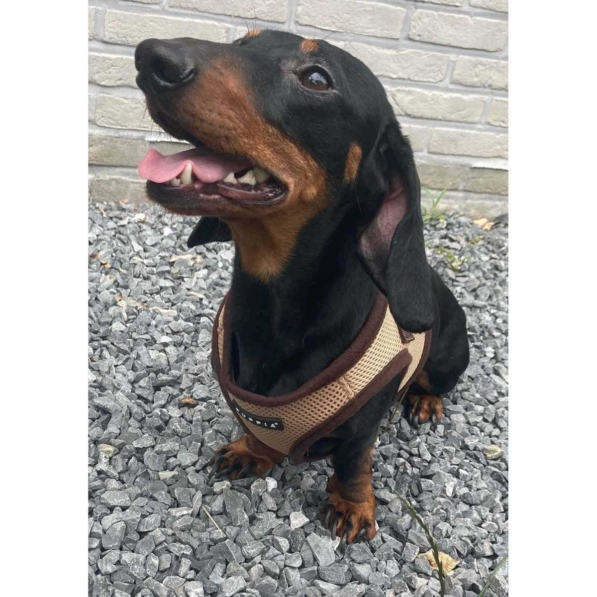 Soft Dog Vest L437