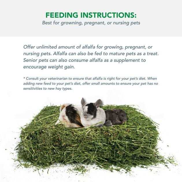 Alfalfa Hay for Rabbits & Small Pets M11363