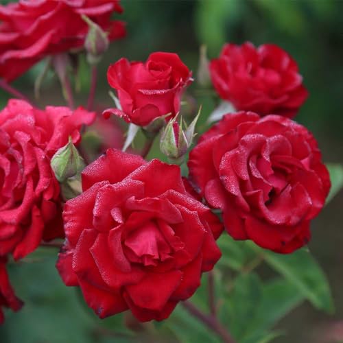 Red Climbing Rose Live Rose Bush D275592