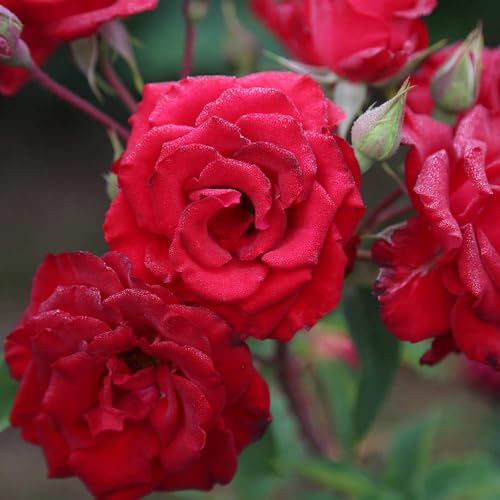 Red Climbing Rose Live Rose Bush D275592