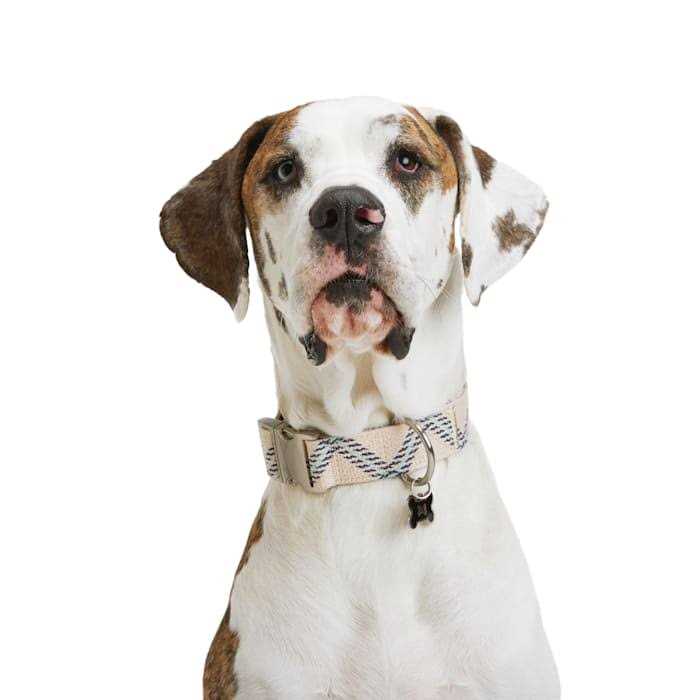 Zig Zag Dog Collar K211