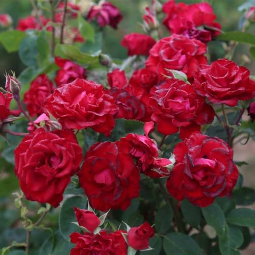 Red Climbing Rose Live Rose Bush D275592