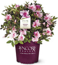 Pink Flowering Shrub R64966