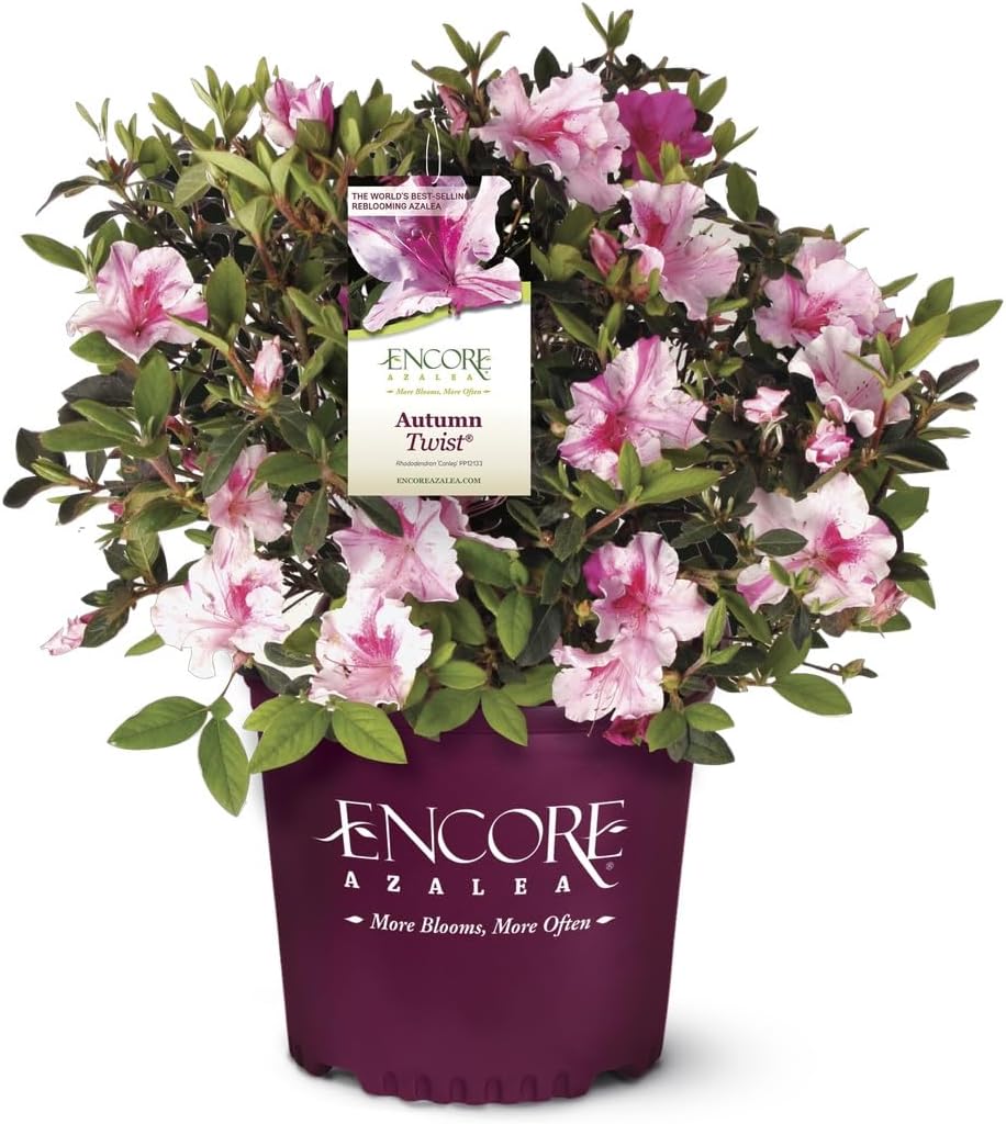 Pink Flowering Shrub R64966