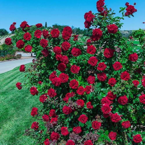 Red Climbing Rose Live Rose Bush D275592
