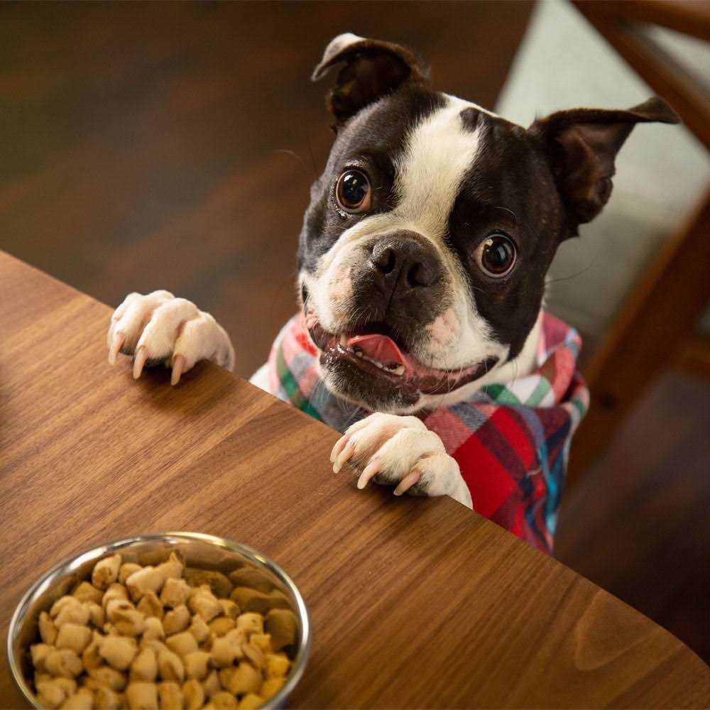 Freeze Dried Raw Nature's Blend Small Breed Dog Food X629