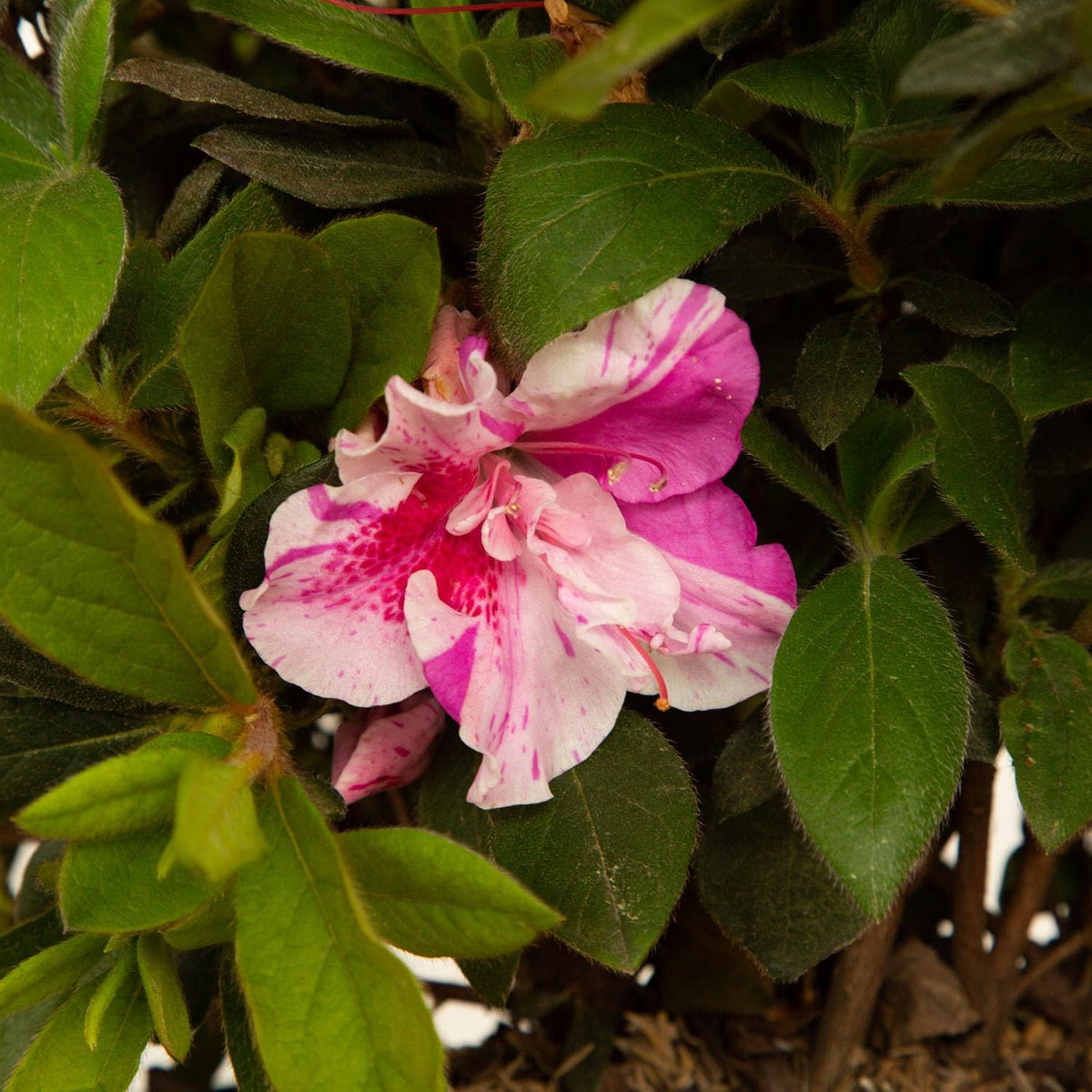 Pink Flowering Shrub R64966