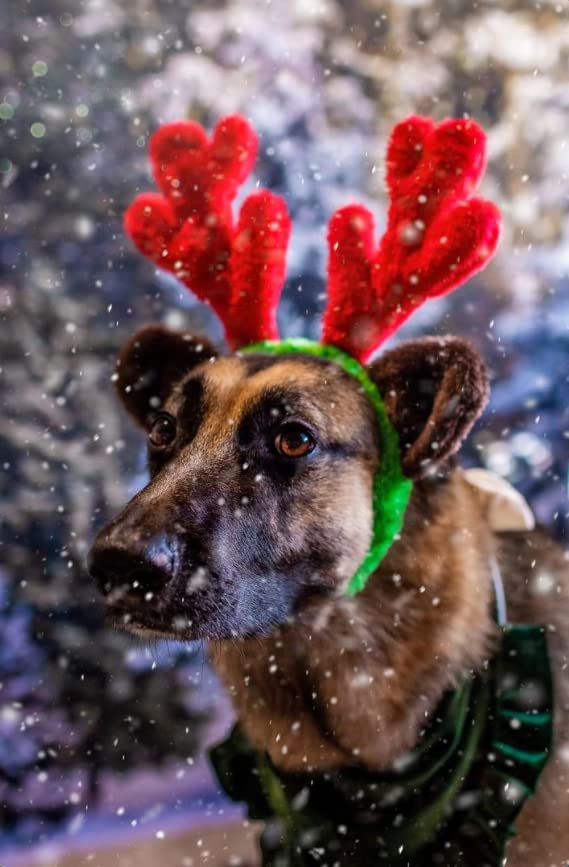Christmas Reindeer Antlers with Ears for Large Dogs K911483