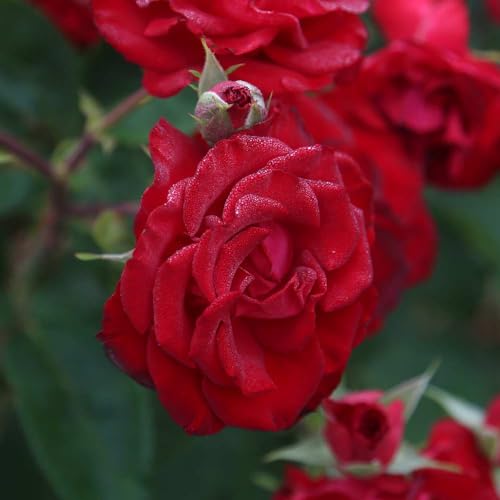 Red Climbing Rose Live Rose Bush D275592