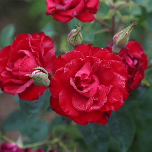 Red Climbing Rose Live Rose Bush D275592