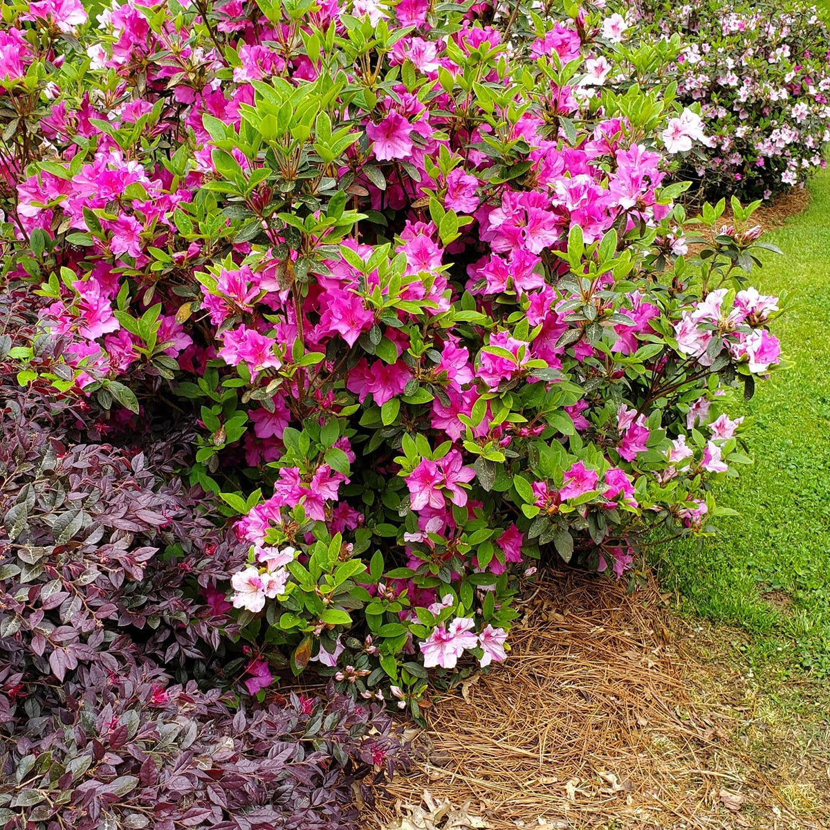 Pink Flowering Shrub R64966