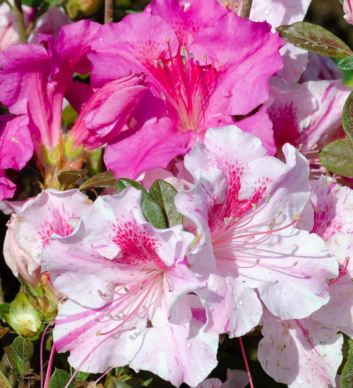 Pink Flowering Shrub R64966