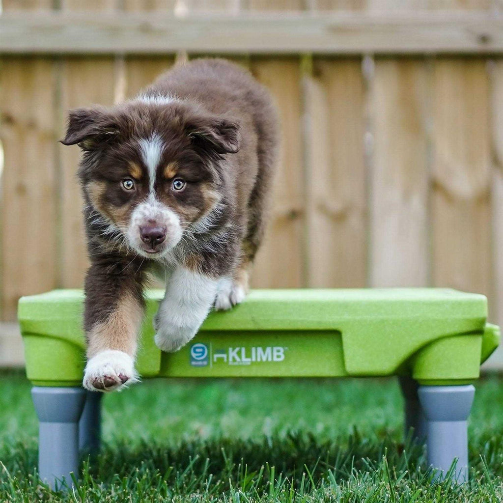 Dog Training Platform & Agility System F1893