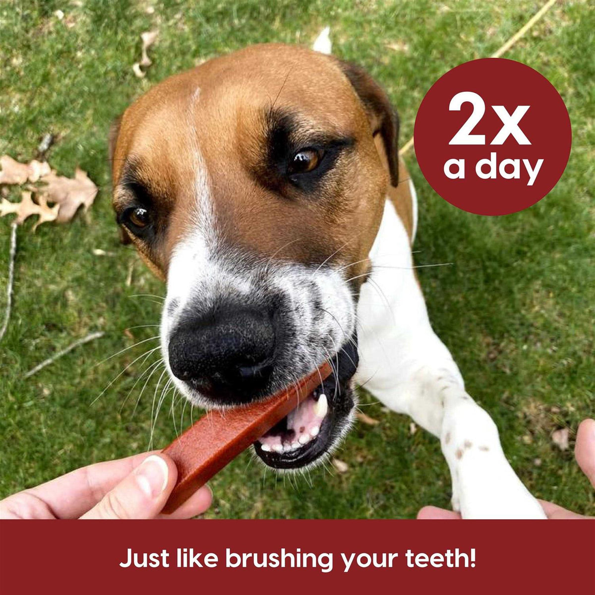 Brushless Toothpaste Dental Dog Chews W6301