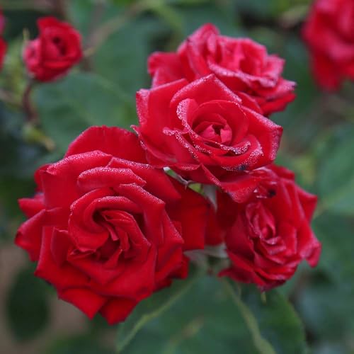 Red Climbing Rose Live Rose Bush D275592