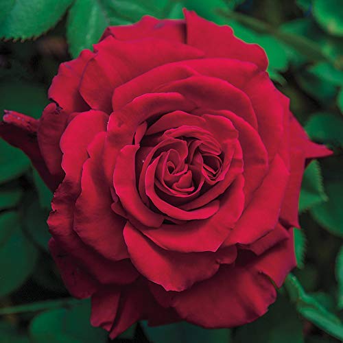 Red Climbing Rose Live Rose Bush D275592