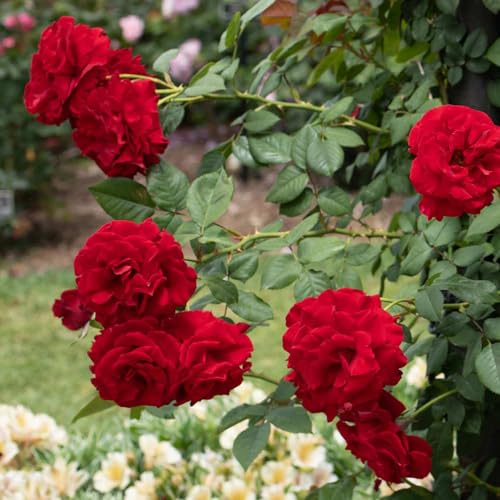 Red Climbing Rose Live Rose Bush D275592